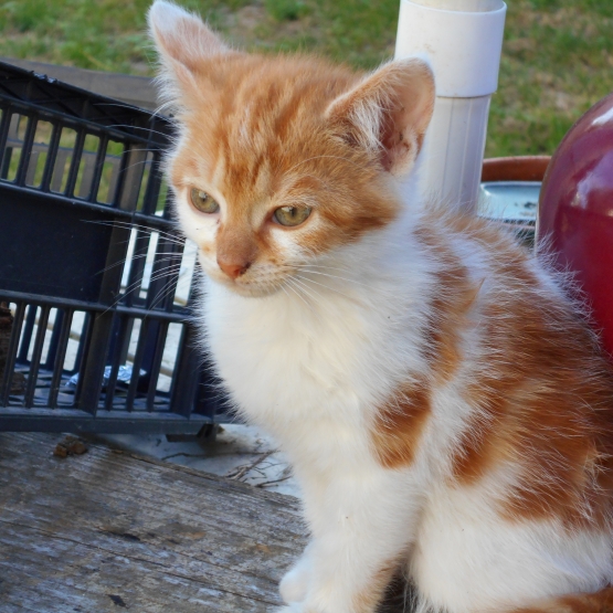 Image pour l'annonce Chatons à donner