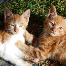 Image pour l'annonce Chatons à donner