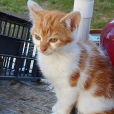 Image pour l'annonce Chatons à donner