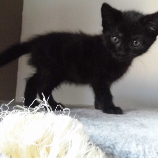 Image pour l'annonce Donne chaton noir