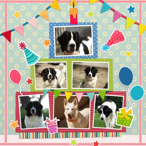 Image pour l'annonce 5 chiots landseer LOF cousin du terre neuve