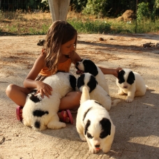 Image pour l'annonce 5 chiots landseer LOF cousin du terre neuve