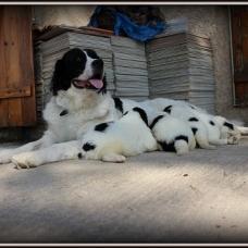 Image pour l'annonce 5 chiots landseer LOF cousin du terre neuve
