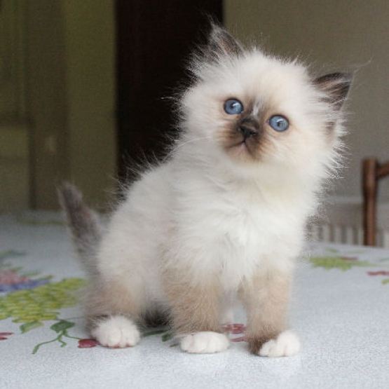 Image pour l'annonce Don de mon chaton tres adorable