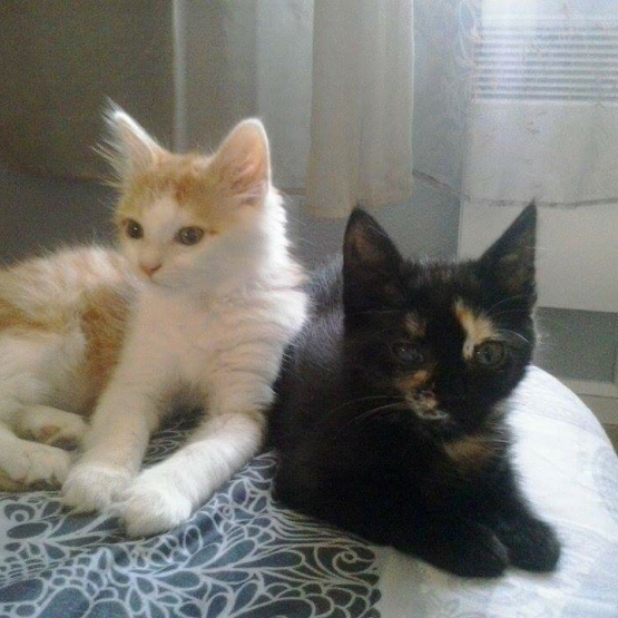 Image pour l'annonce Donne deux chatons