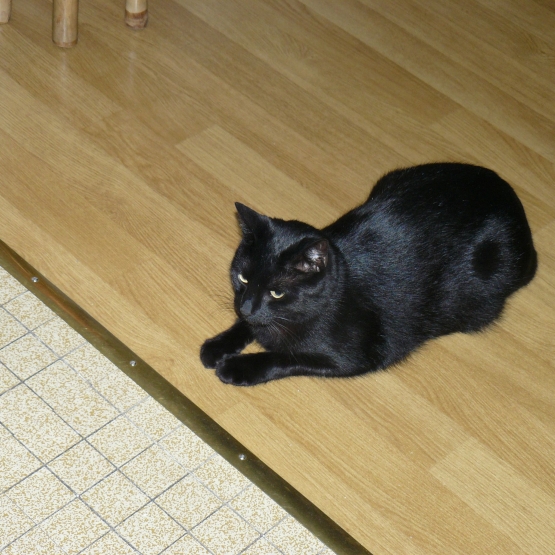 Image pour l'annonce Donne chat contre bon soins