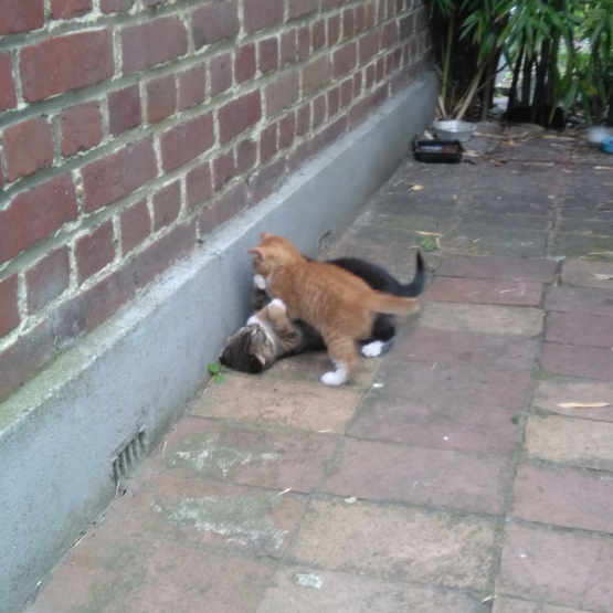 Image pour l'annonce Donne Chaton Roux