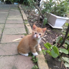 Image pour l'annonce Donne Chaton Roux