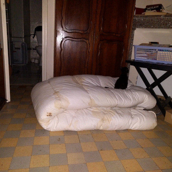 Image pour l'annonce Chatons à donner