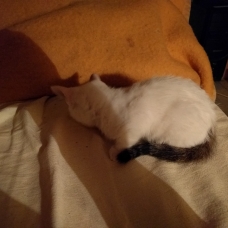 Image pour l'annonce Chatons à donner