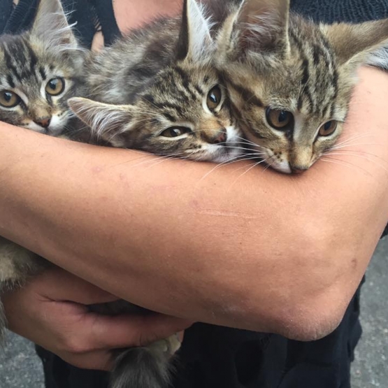 Image pour l'annonce Adorable chatons