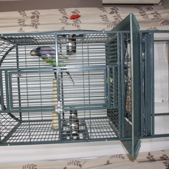 Image pour l'annonce Vends  grande perruche DERBY (qui parle), avec sa cage !