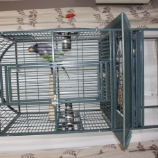Image pour l'annonce Vends  grande perruche DERBY (qui parle), avec sa cage !