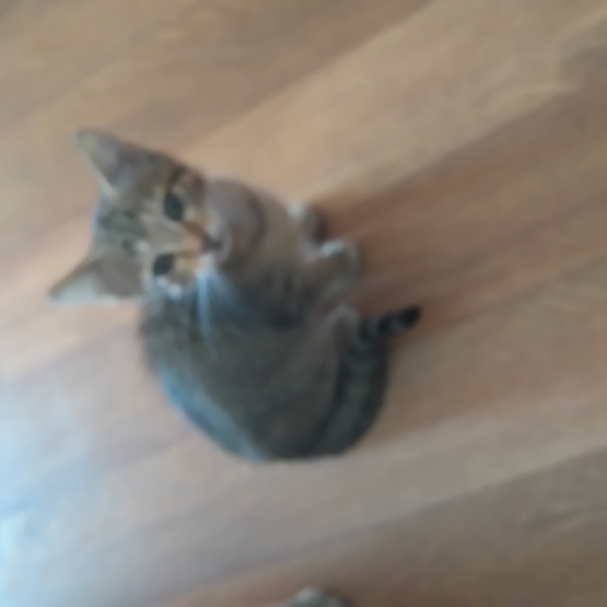 Image pour l'annonce DONNE CHATON MALE