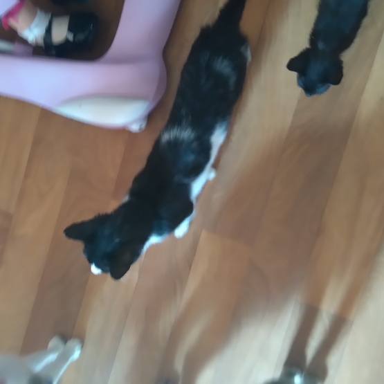 Image pour l'annonce DONNE CHATON MALE