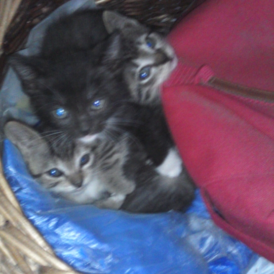 Image pour l'annonce Donne chatons