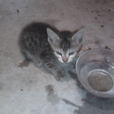Image pour l'annonce Donne chatons