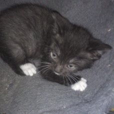 Image pour l'annonce Donne chatons