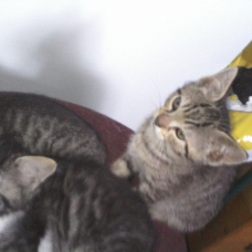 Image pour l'annonce Donne chatons