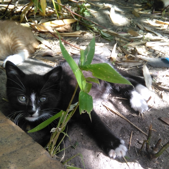 Image pour l'annonce Donne Chaton noir