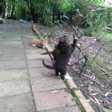 Image pour l'annonce Donne Chaton noir