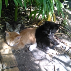 Image pour l'annonce Donne Chaton noir