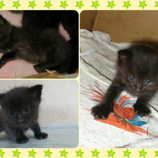 Image pour l'annonce 3 chatons croisés Maine Coon-Européen