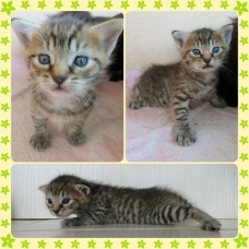 Image pour l'annonce 3 chatons croisés Maine Coon-Européen
