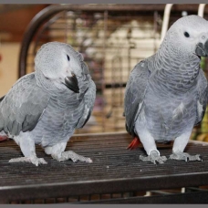 Image pour l'annonce Jeunes perroquet gris du gabon