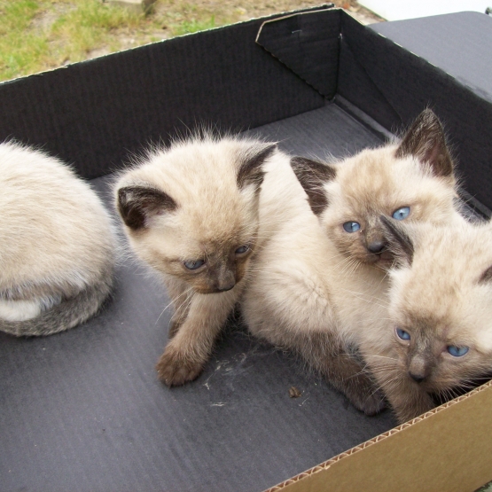 Image pour l'annonce DONNE ADORABLE CHATON SEVRE