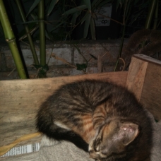 Image pour l'annonce Donne chaton