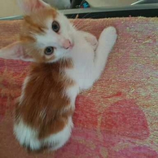 Image pour l'annonce Donne deux petit chaton