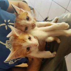 Image pour l'annonce Donne deux petit chaton
