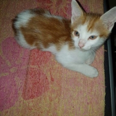 Image pour l'annonce Donne deux petit chaton