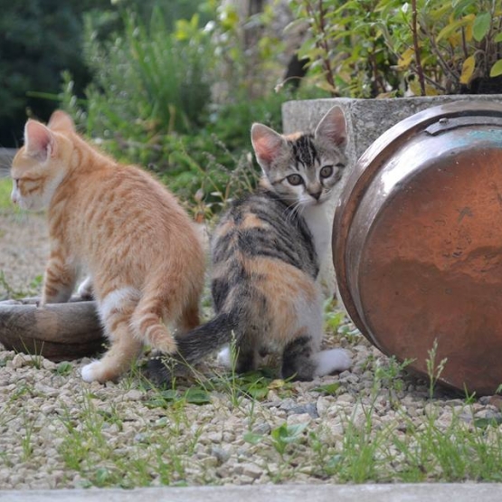 Image pour l'annonce Chatons à donner