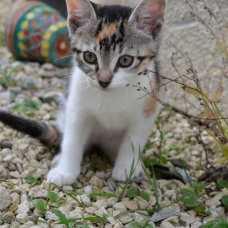 Image pour l'annonce Chatons à donner