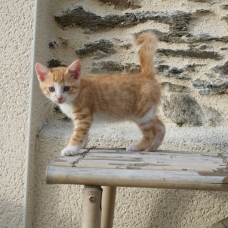 Image pour l'annonce Chatons à donner