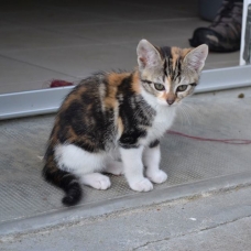 Image pour l'annonce Chatons à donner