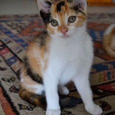 Image pour l'annonce Chatons à donner