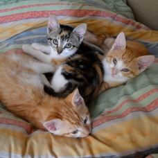 Image pour l'annonce Chatons à donner