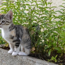Image pour l'annonce Chatons à donner