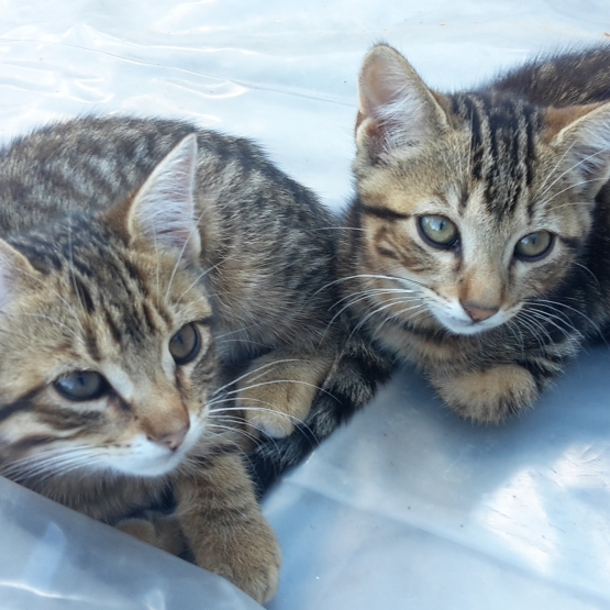 Image pour l'annonce donne chatons males de 2.5 mois