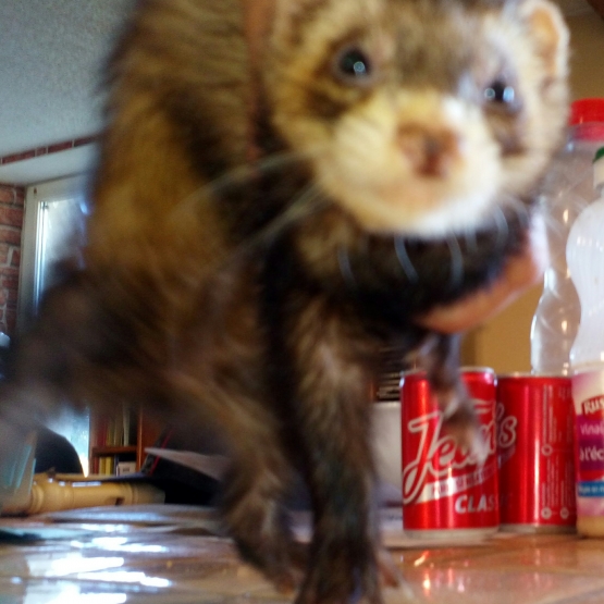 Image pour l'annonce furet