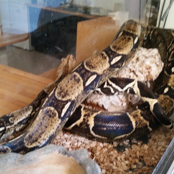 Image pour l'annonce donne boa constrictor imperator