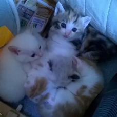 Image pour l'annonce Donne 4 adorables chatons