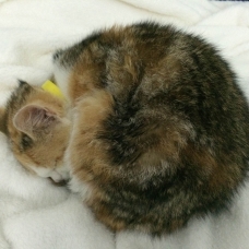 Image pour l'annonce Chat tricolore