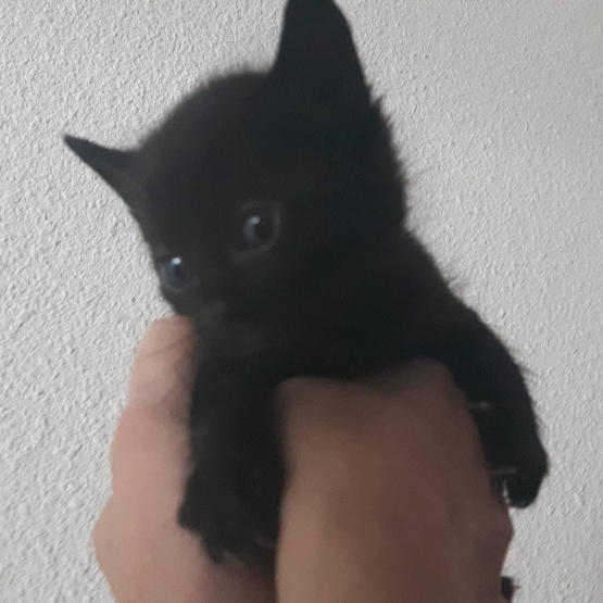 Image pour l'annonce Donne 3 chatons noirs
