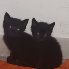 Image pour l'annonce Donne 3 chatons noirs