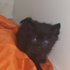 Image pour l'annonce Donne 3 chatons noirs