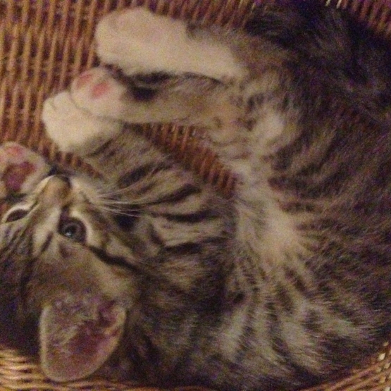 Image pour l'annonce Donne Chatons
